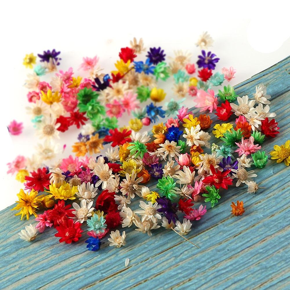 200pcs Mini Dried Flowers for Resin, Jewelry & Nail Art